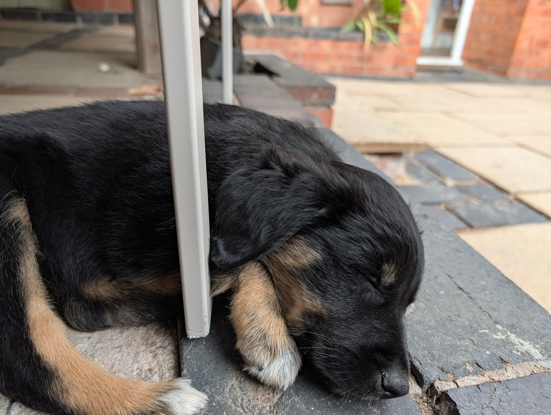 Annie fast asleep on the back step, chin resting on her own paw