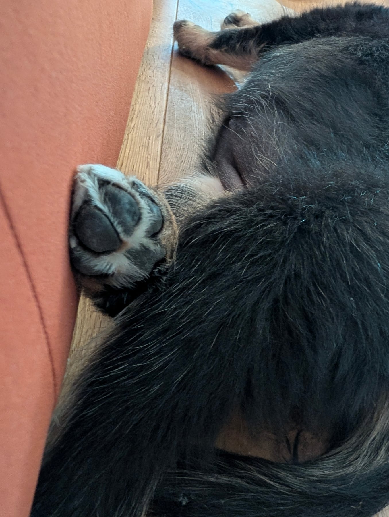 Close-up of Annie's front paw pads
