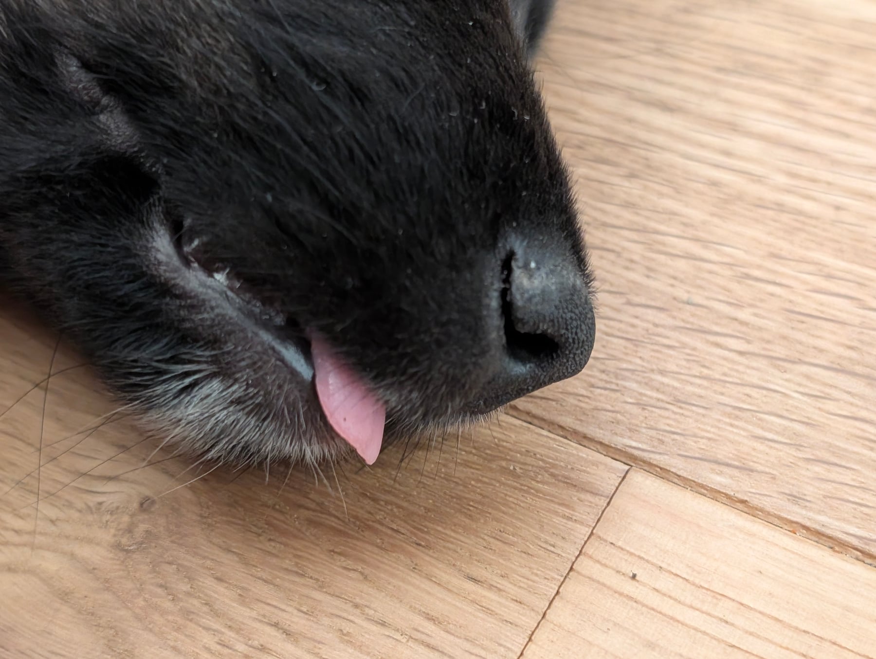 Close-up of Annie's muzzle with the tip of her tongue poking out