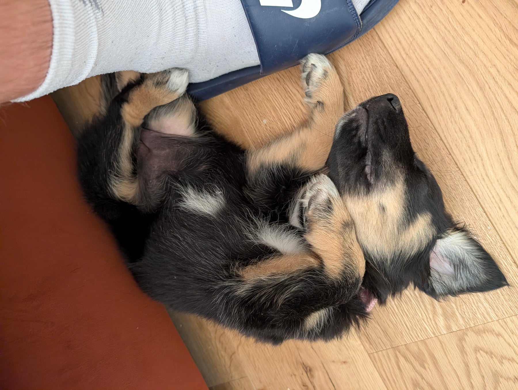 Annie asleep upside down on the floor next to a slider