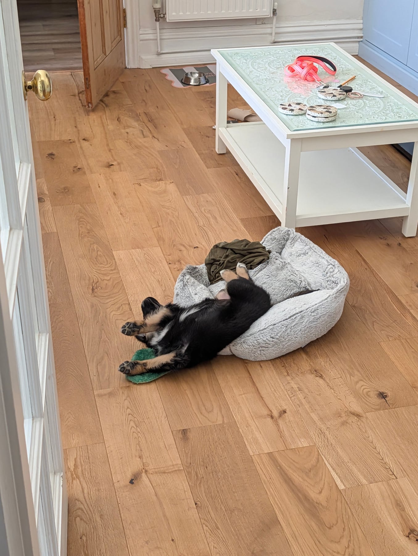 Annie sprawled halfway out of her fluffy bed