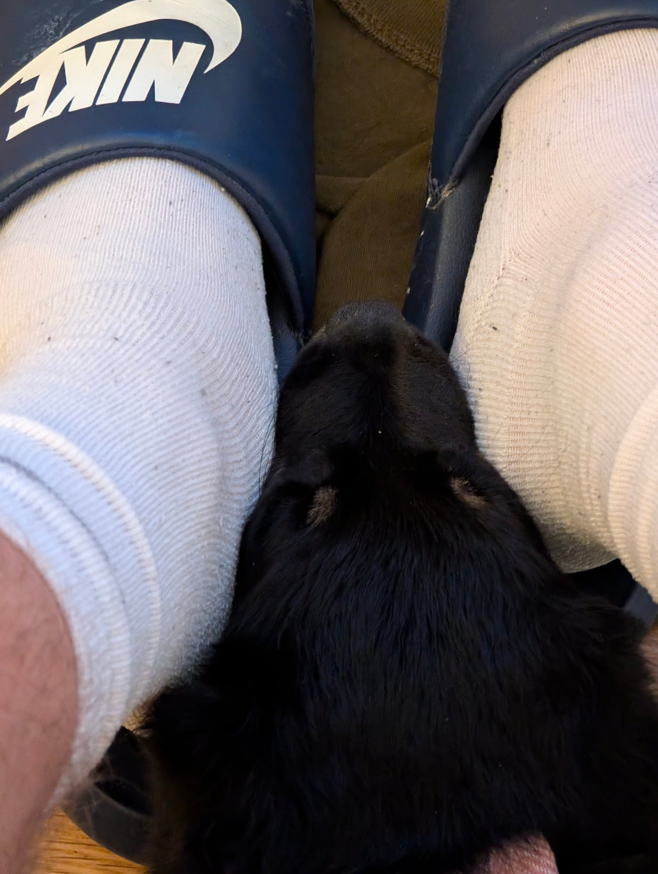 Annie resting her head between someone's feet