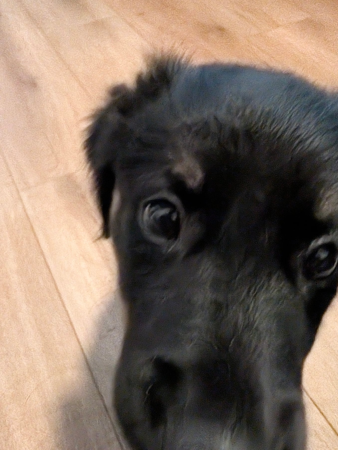 Close-up of Annie's face tilted up towards the camera on the wooden floor