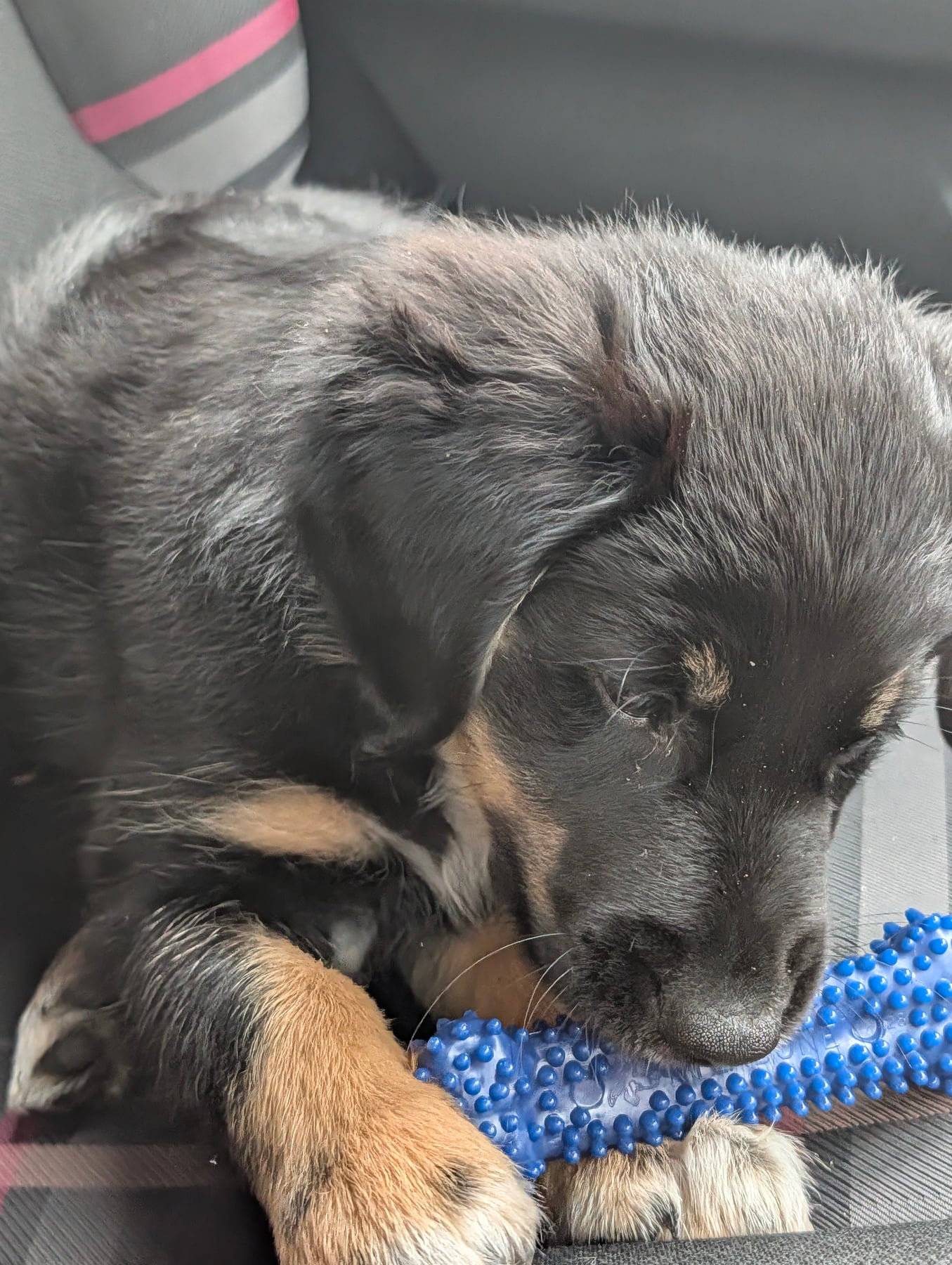 Annie curled up on a car seat, resting her chin on a blue rubber chew toy