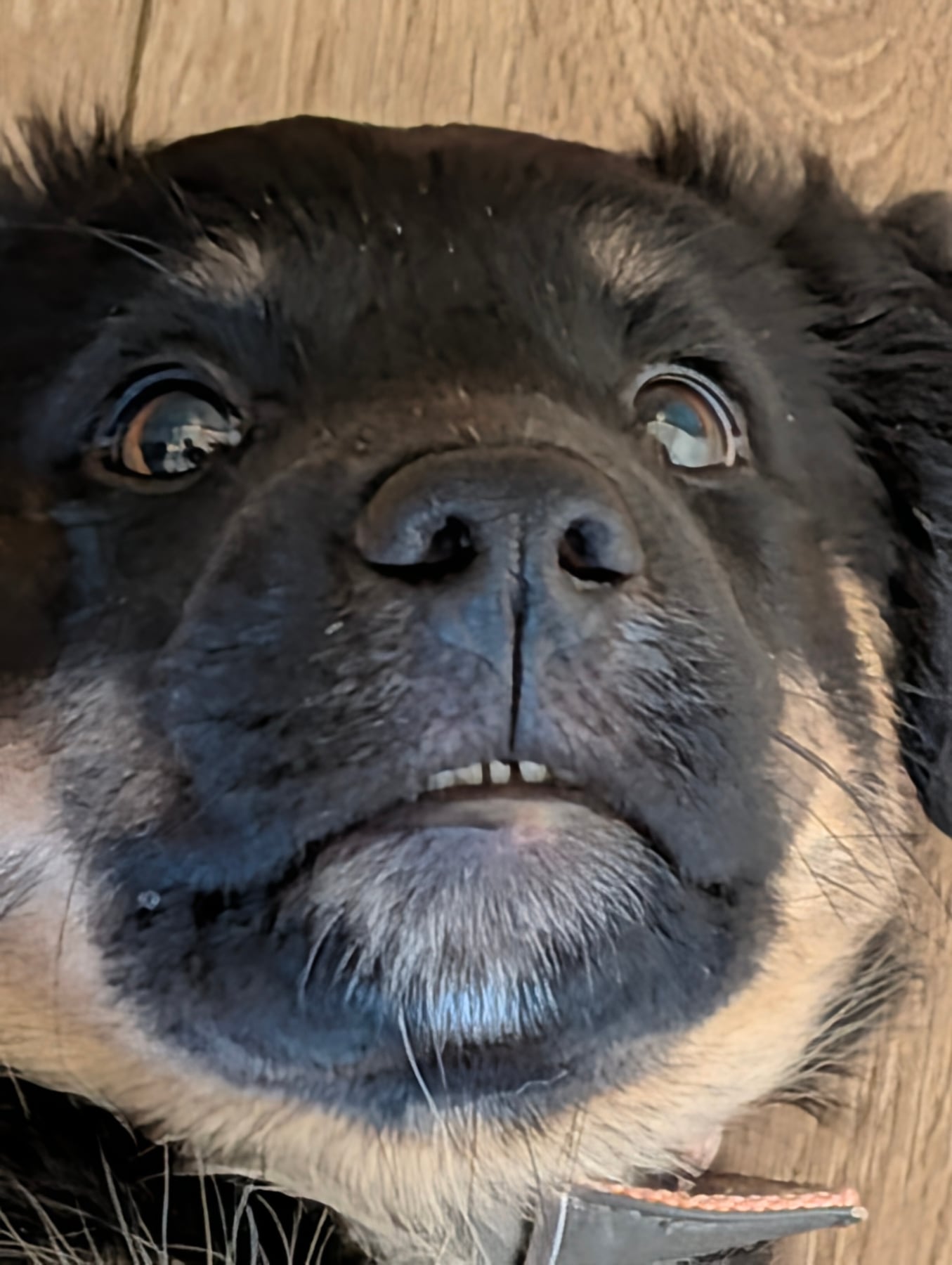 Very close-up photo of Annie's face from below, her front teeth just showing