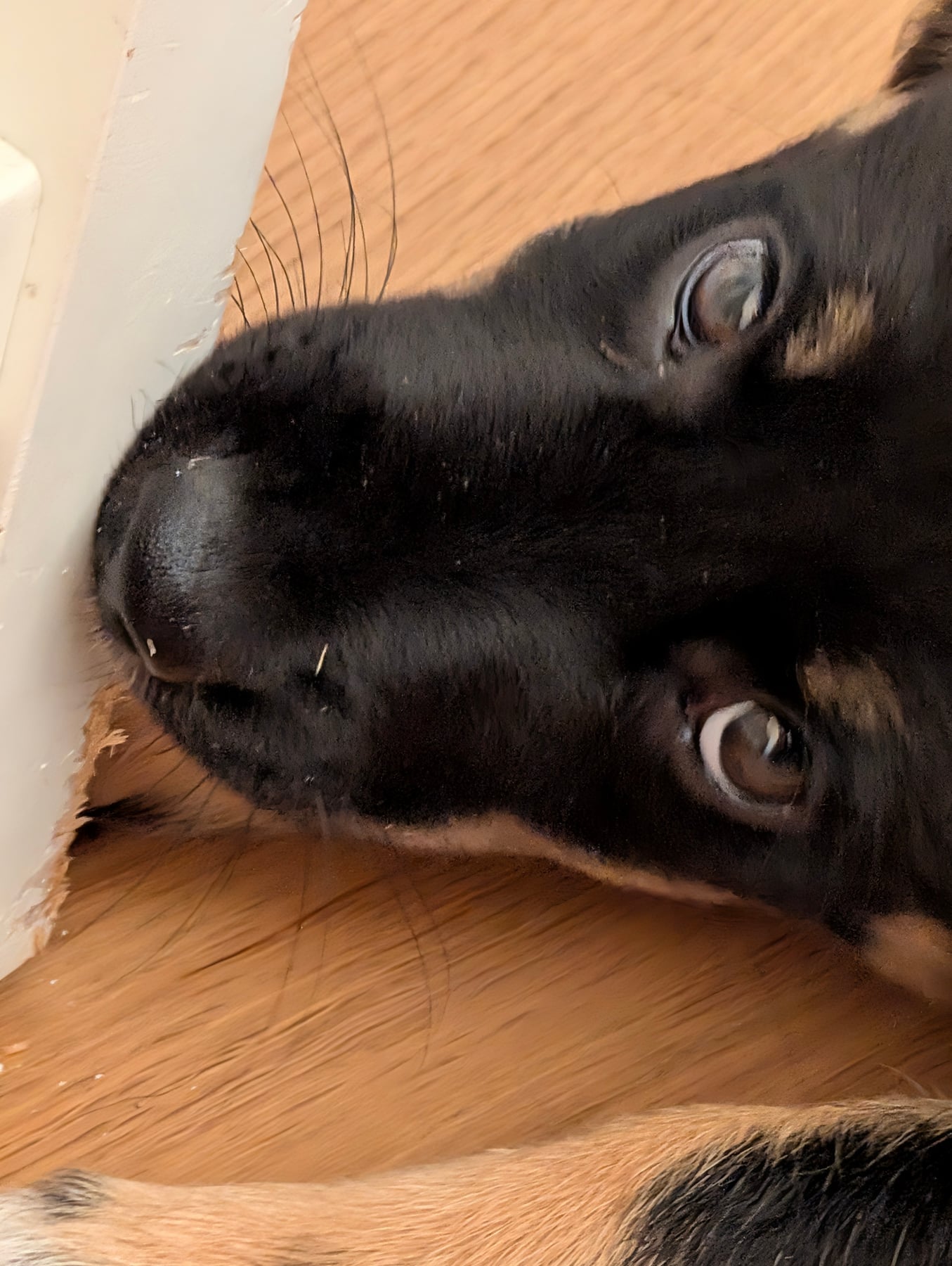 Annie lying on the wooden floor with her nose pressed against the corner of a white door frame, its edge chewed