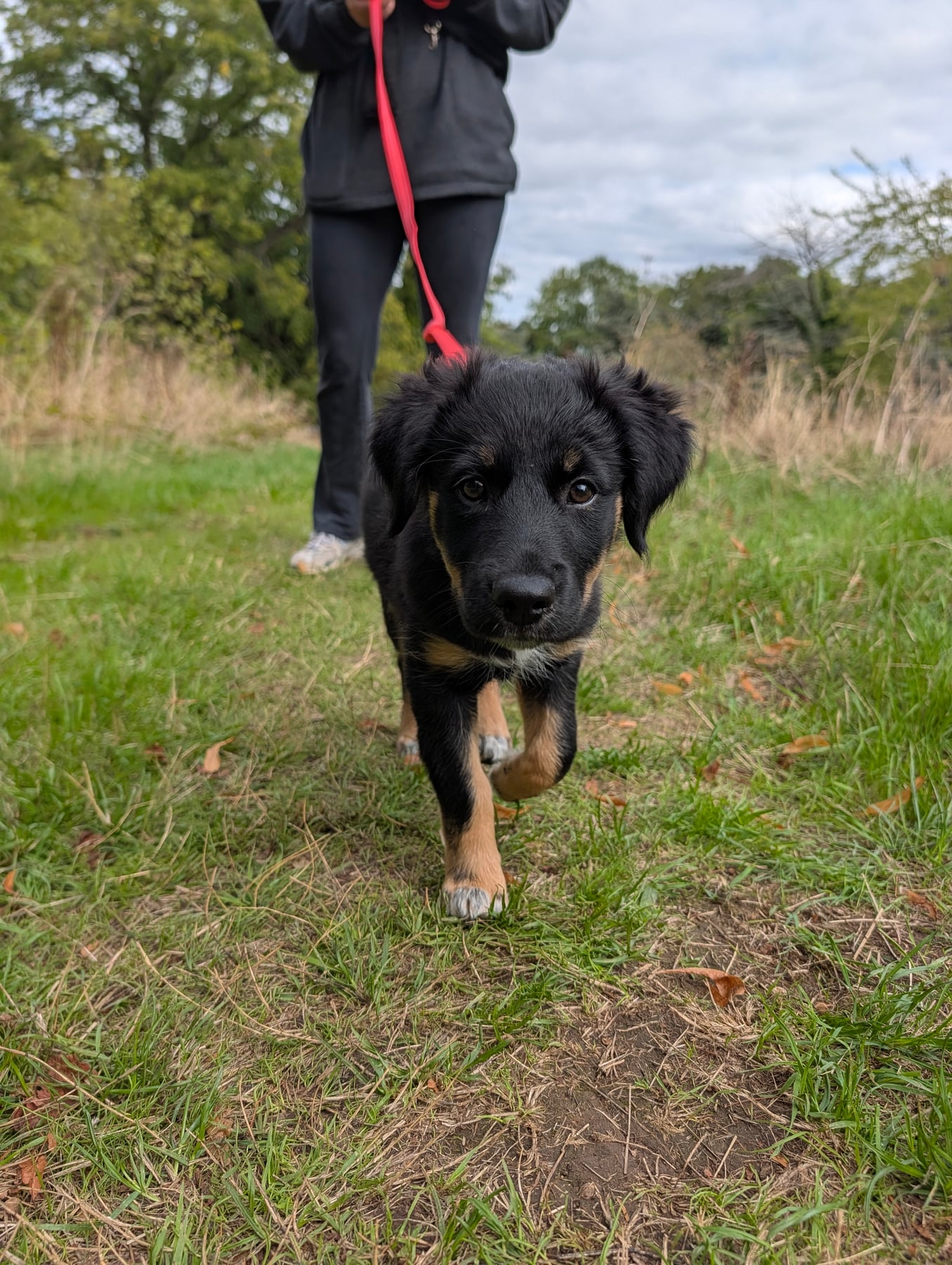 Annie walking straight at the camera on the red lead through a grassy field