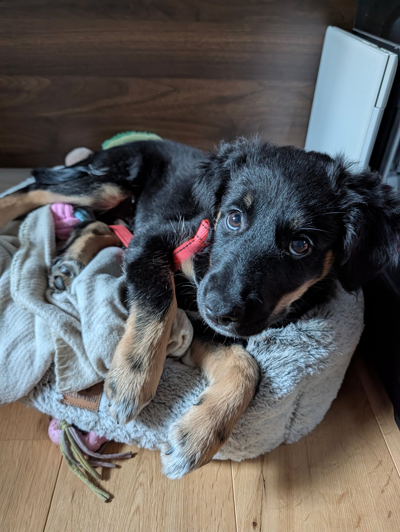 Annie curled up in her fluffy bed with her lead still on, looking at the camera