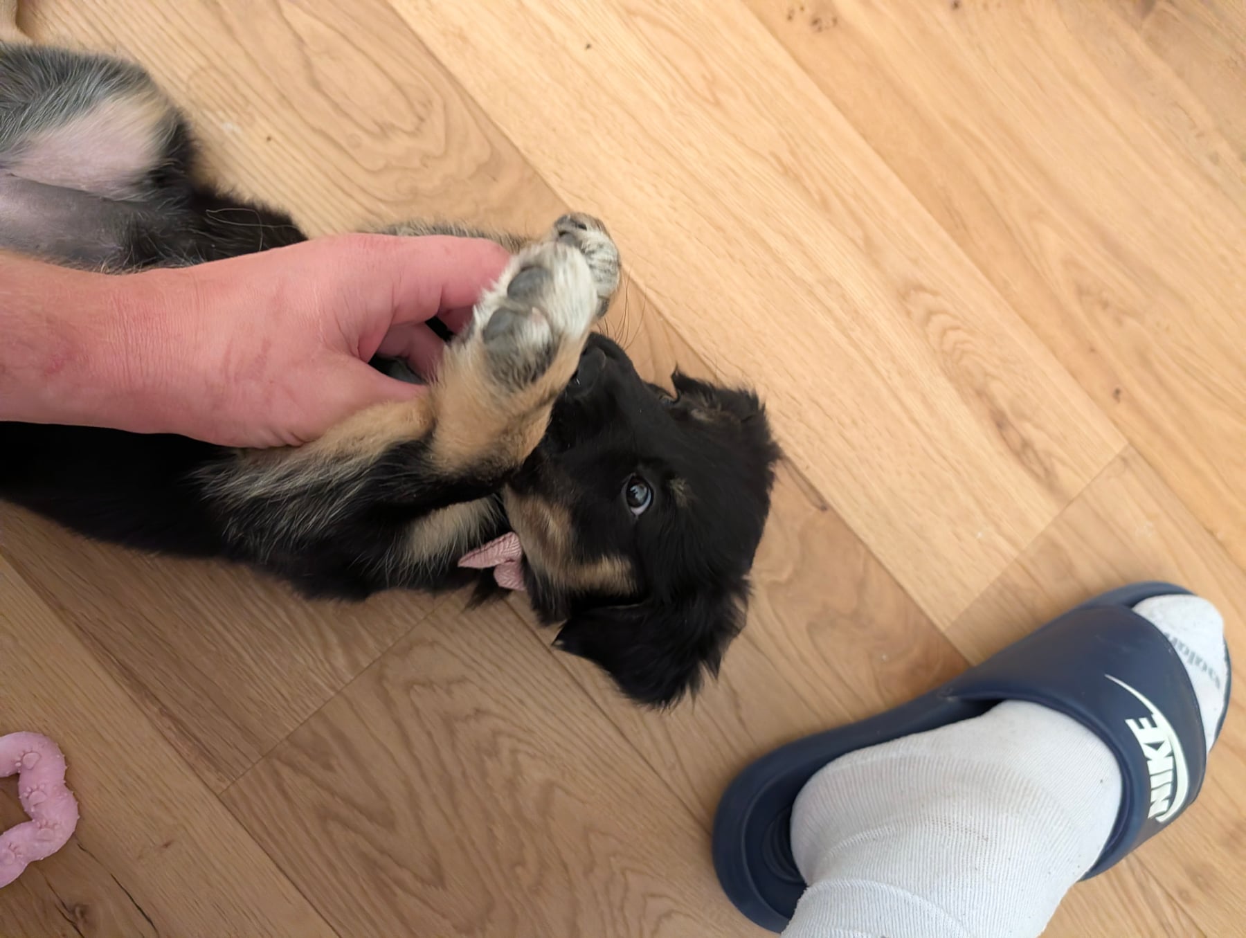 Annie lying on her back on the wooden floor, paws in the air, wearing her pink bow collar