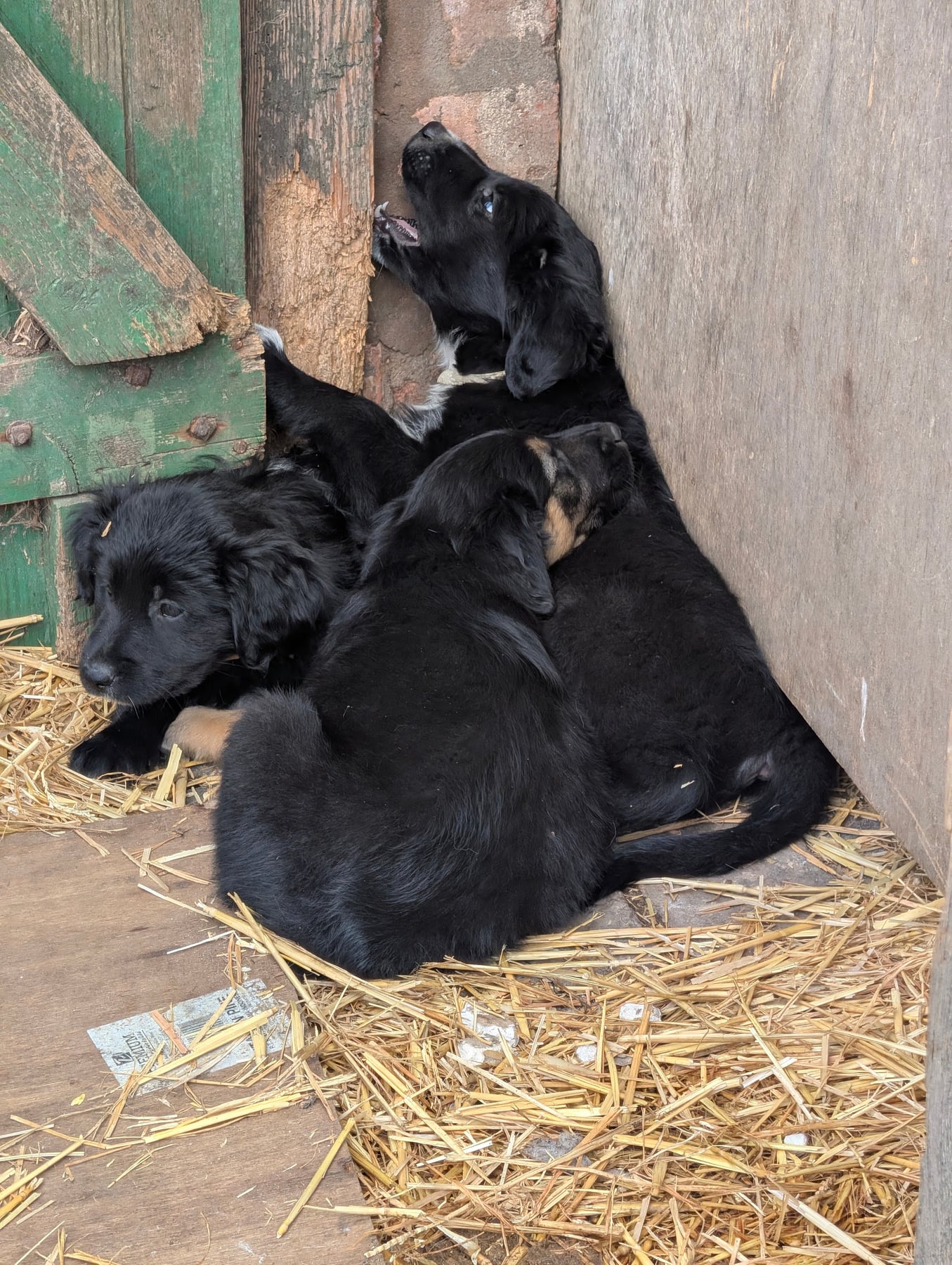 Puppies piled together in the corner of a barn, on straw