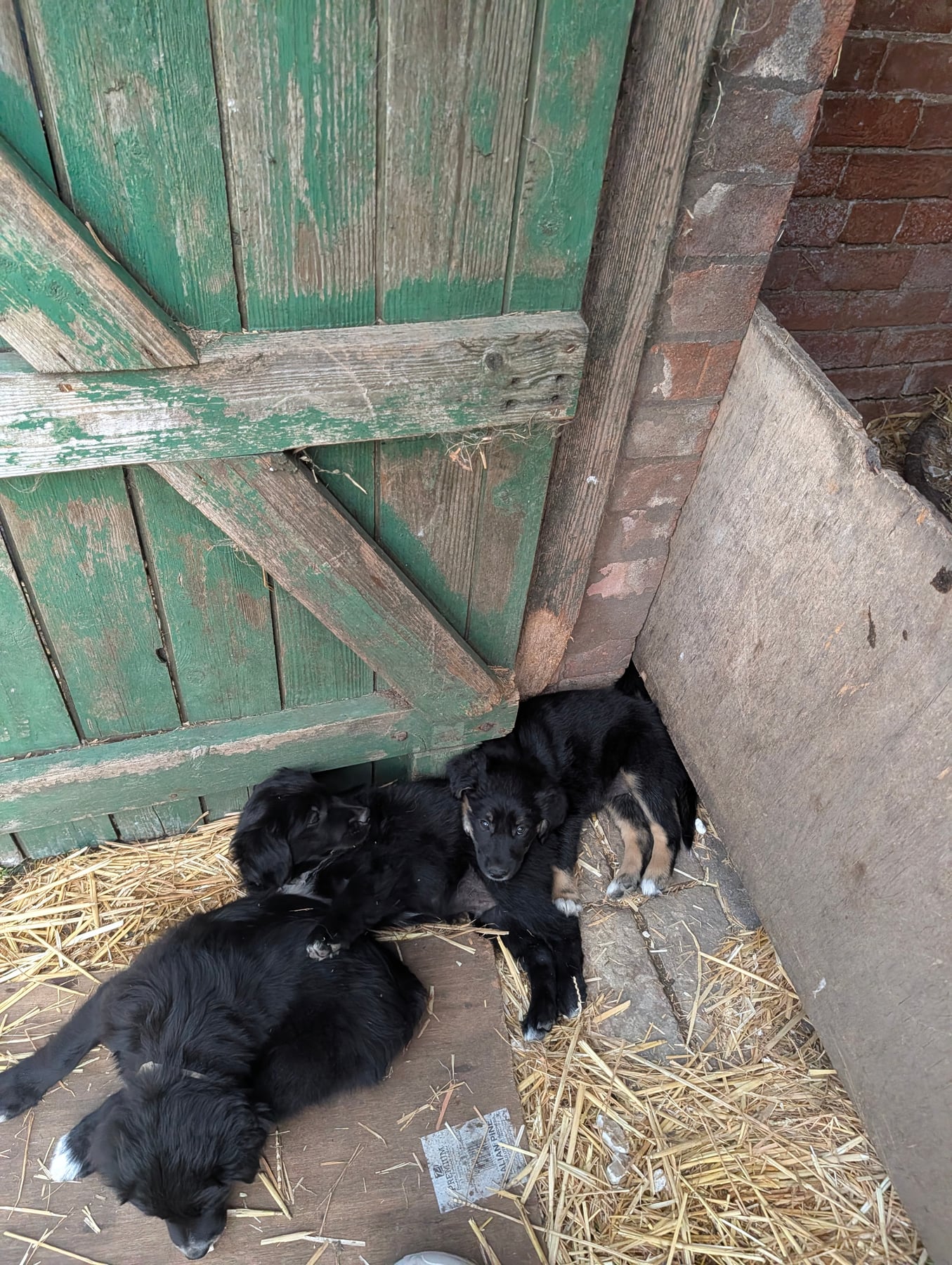 Puppies asleep on straw beside an old green barn door