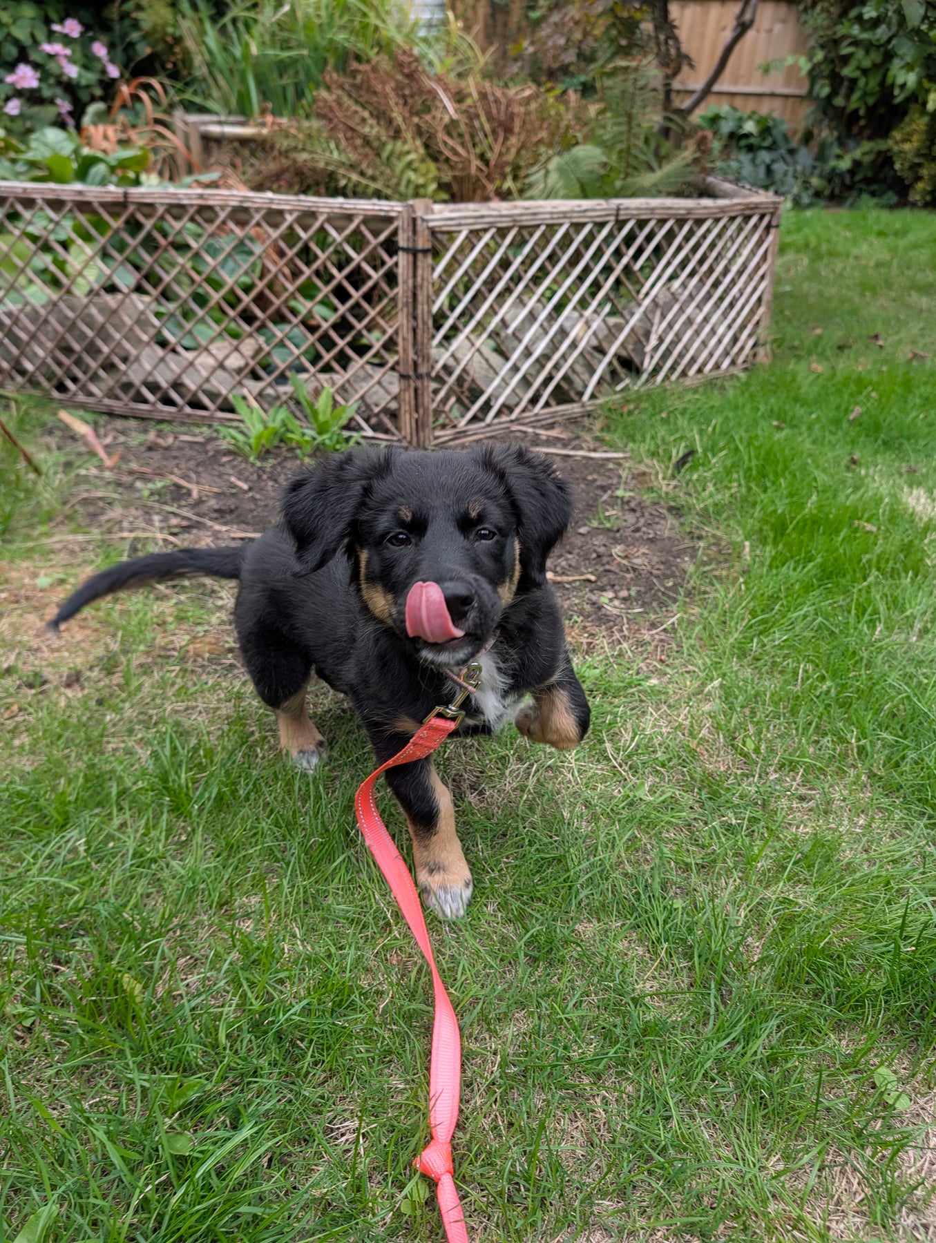Annie on the grass in the garden on her red lead, tongue out